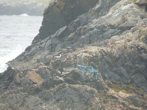 rainn Mhir - an oystercatcher at the centre left of this photograph