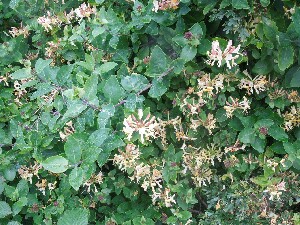 rainn Mhir - honeysuckle - 	Lonicera periclymenum - Tthfhithleann