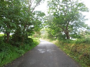 rainn Mhir - trees flourishing on the sheltered eastern side of the island