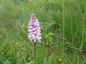 rainn Mhir - a roadside orchid