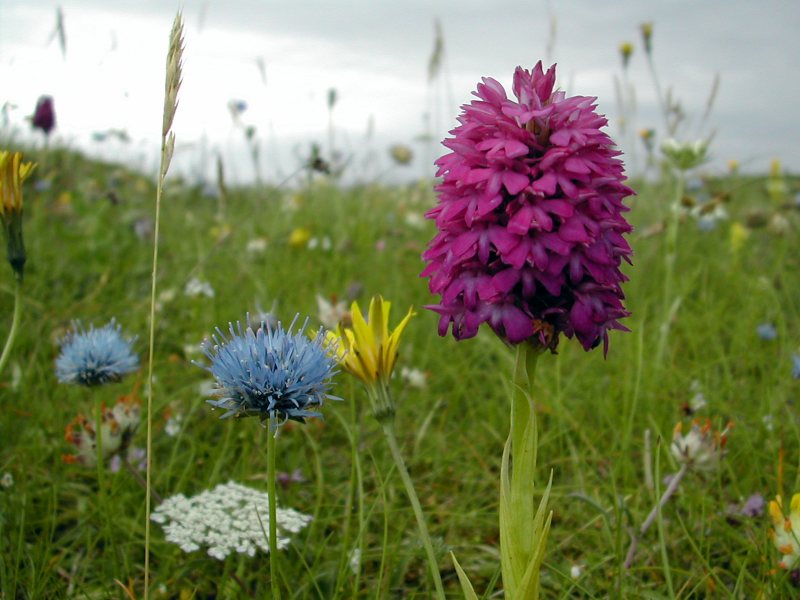 Anacamptis Pyramidalis - Magairlin na Stuaice - Pyramidal Orchid - June-July