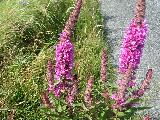 Purple loosestrife