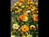 Flowers at the Grotto beside Caife an Chreagin