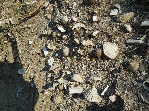 Omey - A midden of shells discarded by shellfish eaters. This midden has been dated to 1000AD - 1500AD 