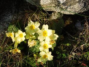 Primrose - Primula vulgaris - Sabhaircn