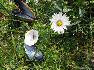 lime from seashells enriches the well drained sandy soil