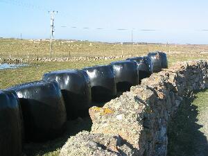 Grass cut and stored as silage - winter feed for cattle