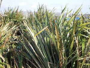 New Zealand Flax - Phormium tenax - Lon na Nua-Shalainn