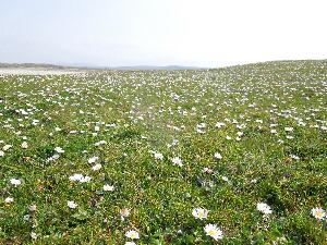 machair