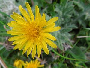 Dandelion - Taraxacum officinale agg - Caisearbhn