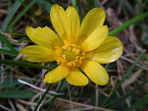 Celandine, Lesser - Ficaria verna - Grn arcin