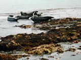 Seals in Church Bay near the harbour