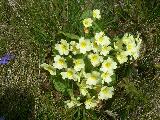 Roadside Primroses