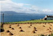 Hay Stacks