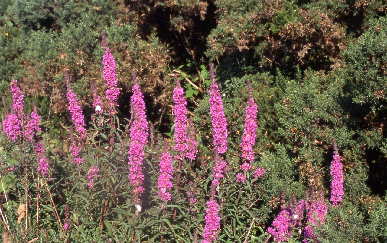 Purple-loosestrife - Lythrum salicaria - Crachtach