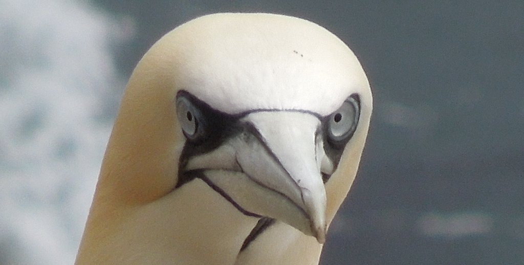 A gannet on Great Saltee