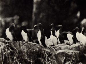 Guillemots, Saltee Island - Note bird with fish - Photo: The Islands of Ireland - T.H. Mason