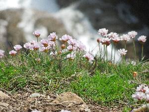 Saltee - Armeria maritima - Thrift - Rabhn