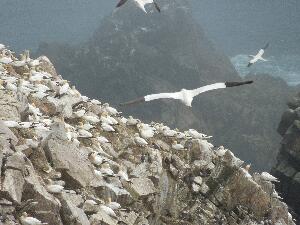 Great Saltee - part of the gannet colony