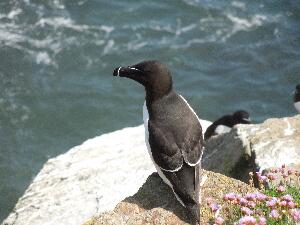 Great Saltee - a razorbill