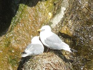 Great Saltee - kittiwakes