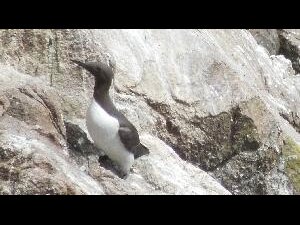 Great Saltee - a common guillemot