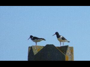 Great Saltee - oystercatchers