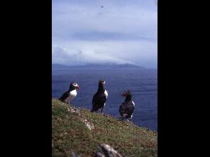 Skellig - Sceilg