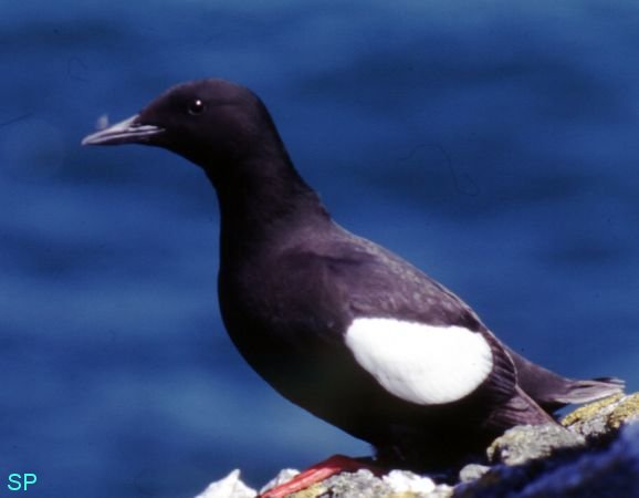 A Black Guillemot on Rockabill