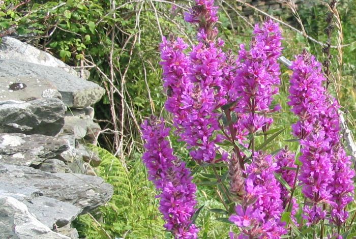 Inishturk - Inis Toirc