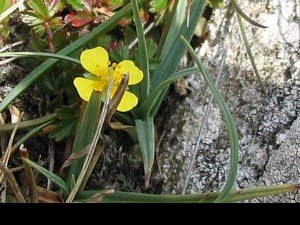 Inishturk - Inis Toirc