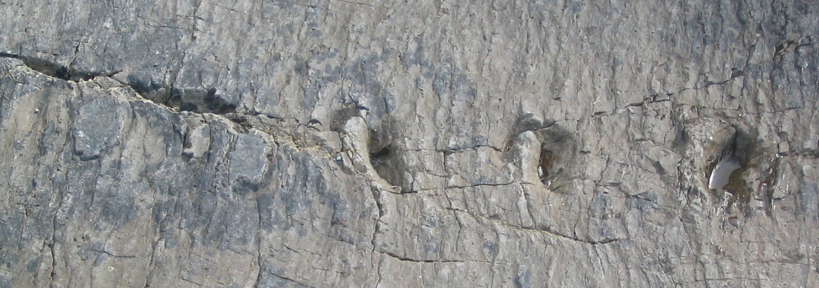 Footprints fossilised in rock left by an amphibious Tetrapod about 370 million years ago. The rocks where these were found are in the 'splash zone' on the seashore.